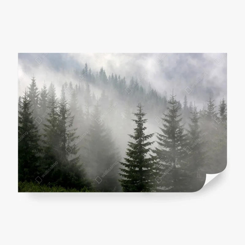Wall mural misty pine forest at dawn