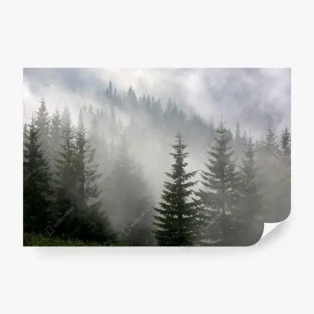 Wall mural misty pine forest at dawn • Wallissimo®