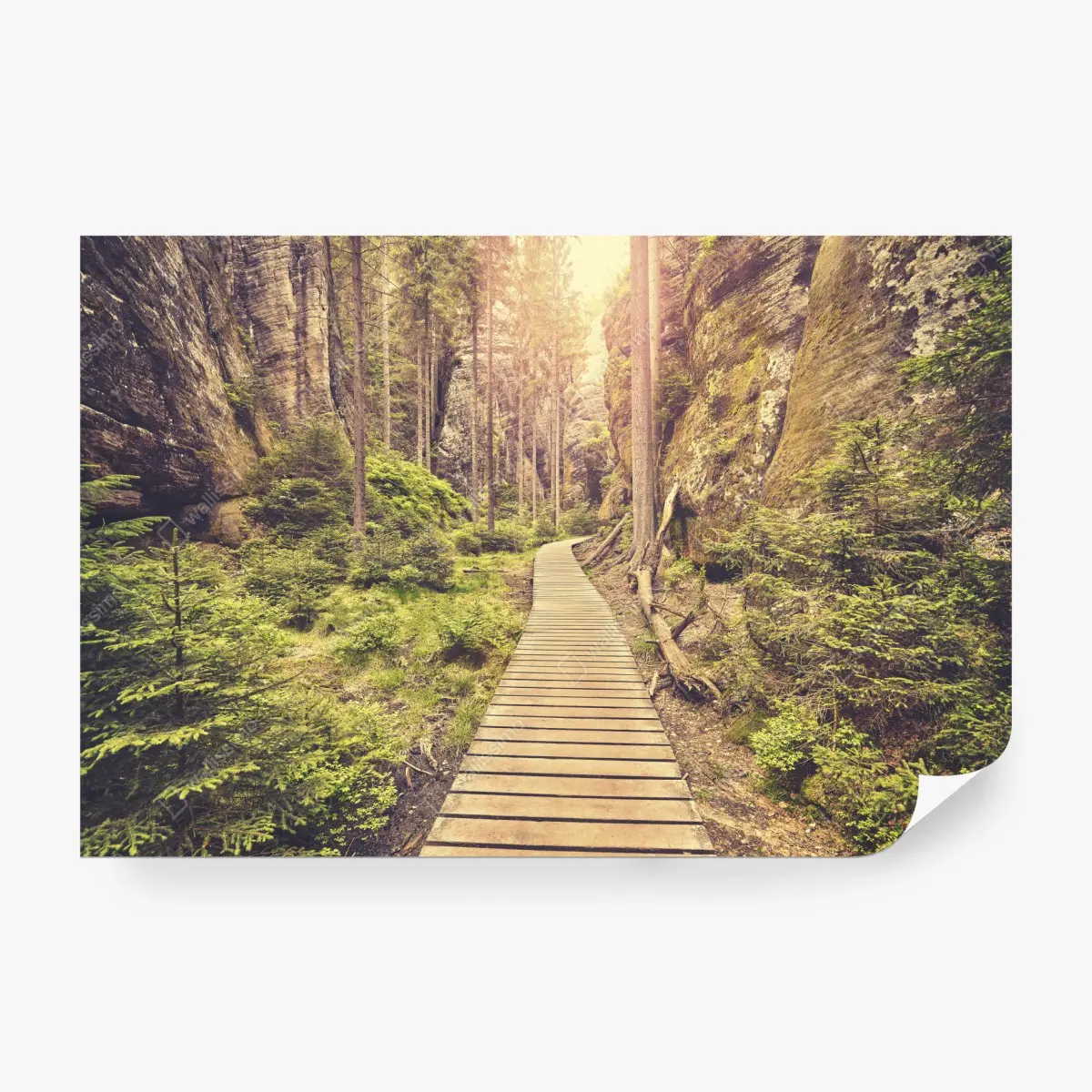 Wall mural sunlit wooden path in Adrspach Teplice • Wallissimo®