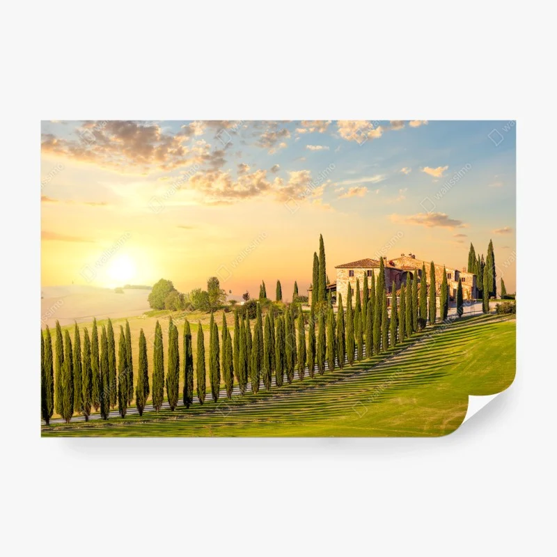 Wall mural Tuscany sunset cypress avenue