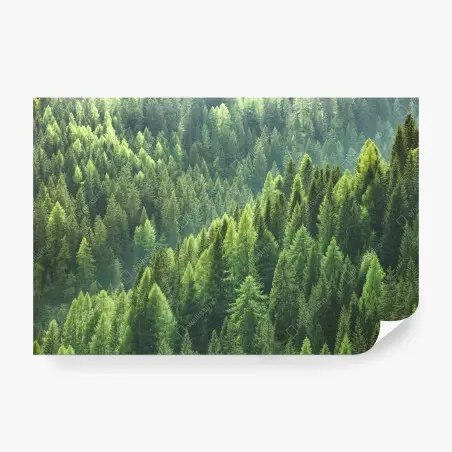 Wall mural lush green forest panorama • Wallissimo®