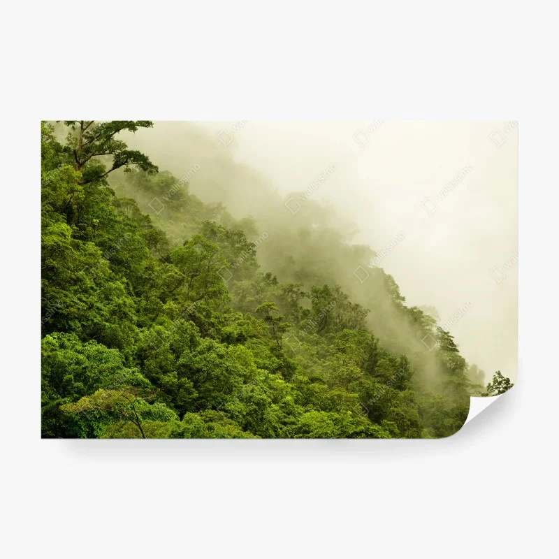 Wall mural misty rainforest near Cairns