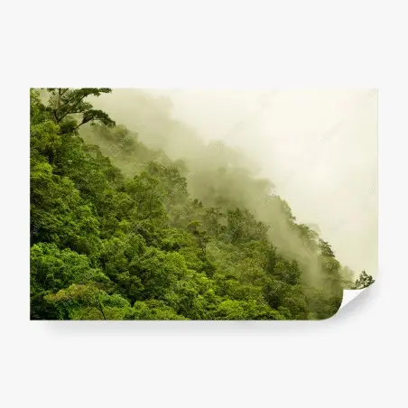 Wall mural misty rainforest near Cairns • Wallissimo®