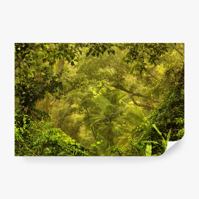 Wall mural lush rainforest canopy near Cairns