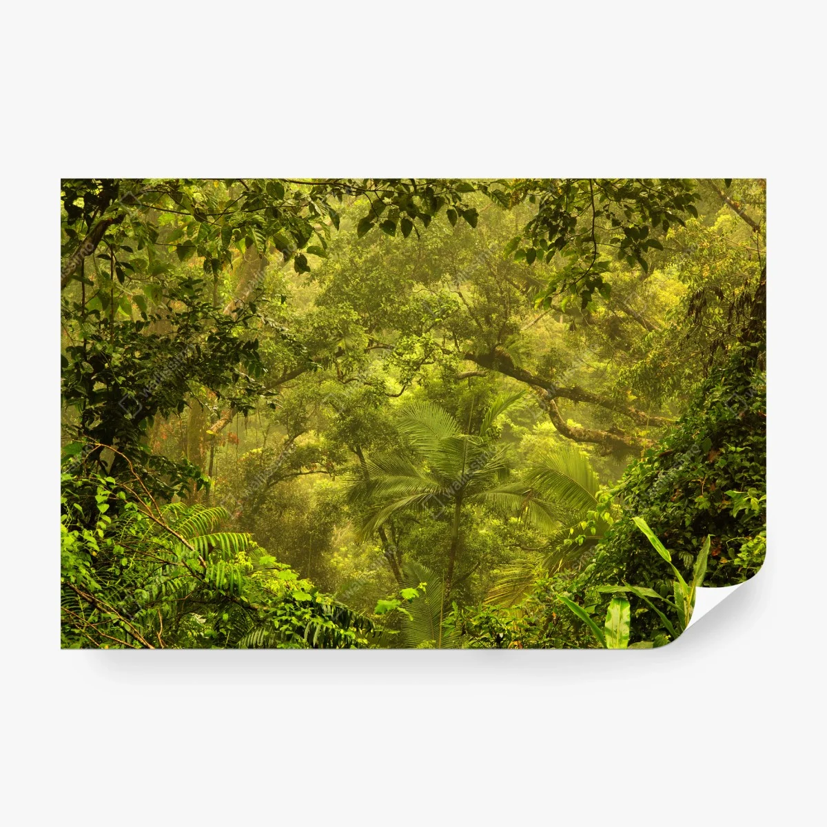 Wall mural lush rainforest canopy near Cairns ⁕ Wallissimo® Wall mural lush rainforest canopy near Cairns ⁕ Wallissimo®