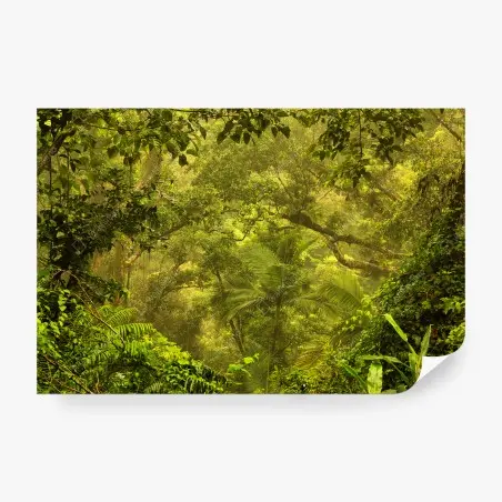 Wall mural lush rainforest canopy near Cairns • Wallissimo®