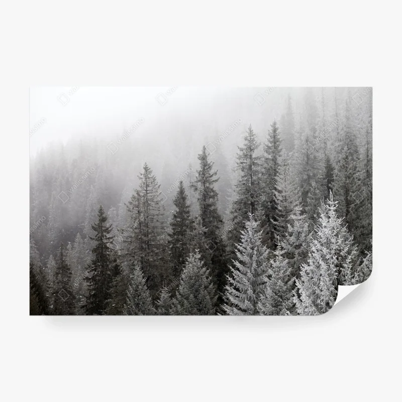 Wall mural foggy winter forest in the Carpathians