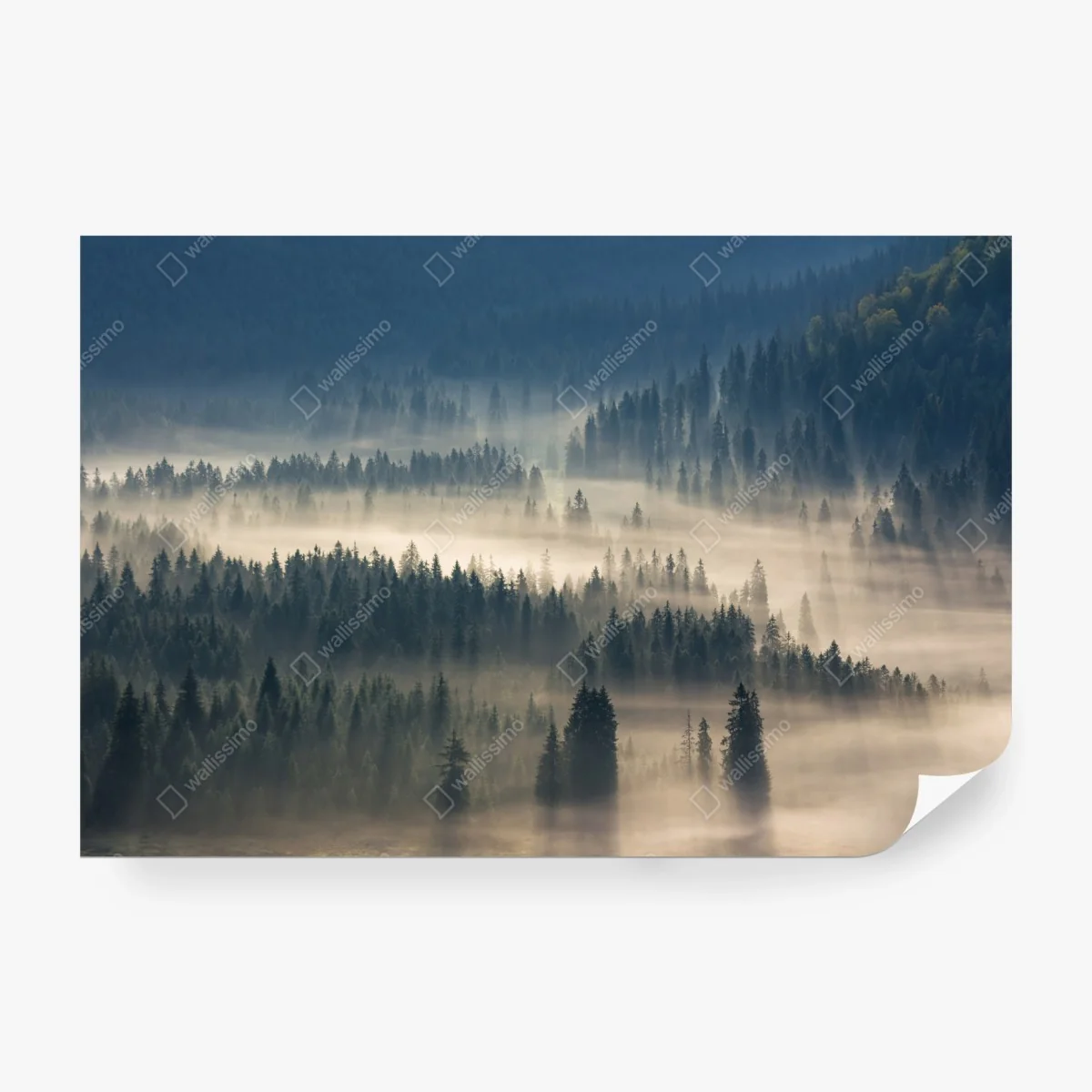 Wall mural misty conifer forest at dawn • Wallissimo® Wall mural misty conifer forest at dawn • Wallissimo®