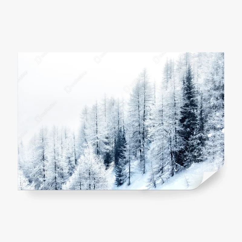 Wall mural winter hush: snowy forest landscape
