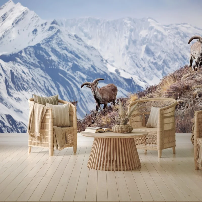 Wall mural wild blue sheep on a slope of the Himalayas, Manang, Nepal