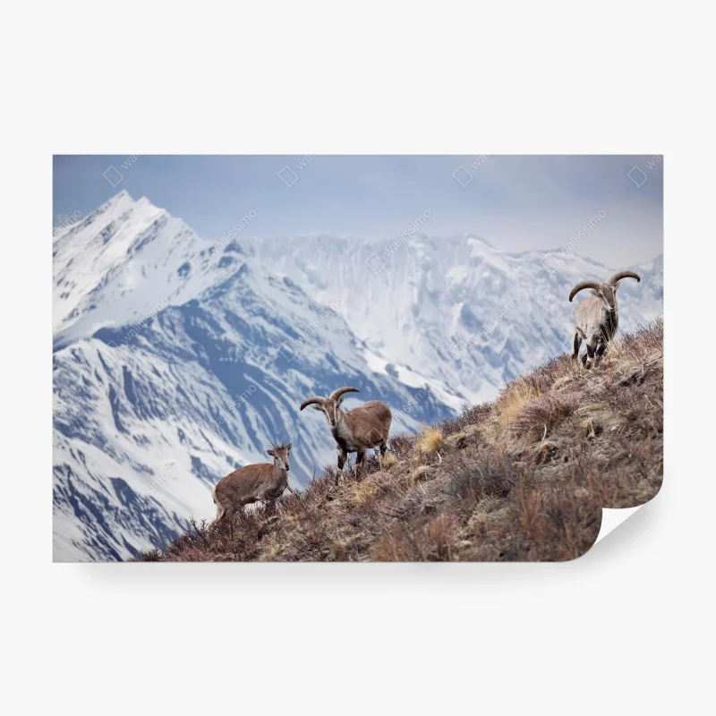 Wall mural wild blue sheep on a slope of the Himalayas, Manang, Nepal