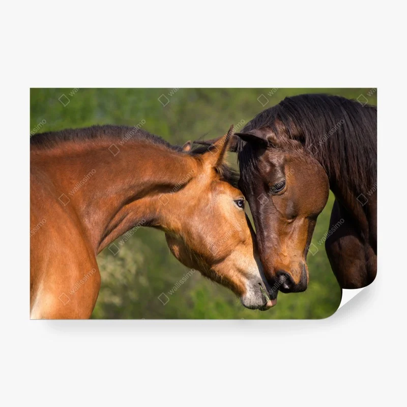 Wall mural gentle equine embrace