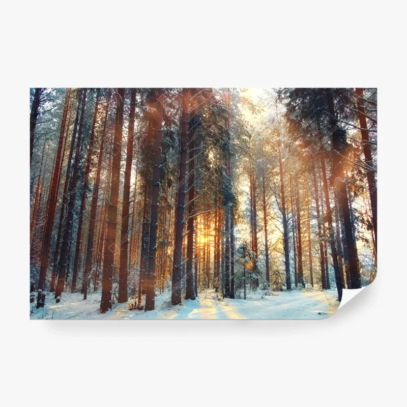 Wall mural winter forest sunrise glow