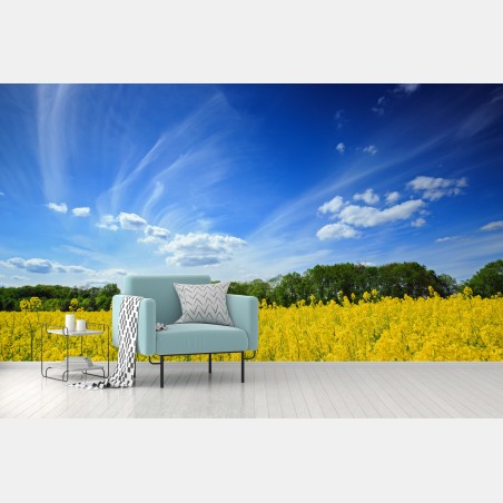 Wall mural Polish rapeseed field under blue sky • Wallissimo®