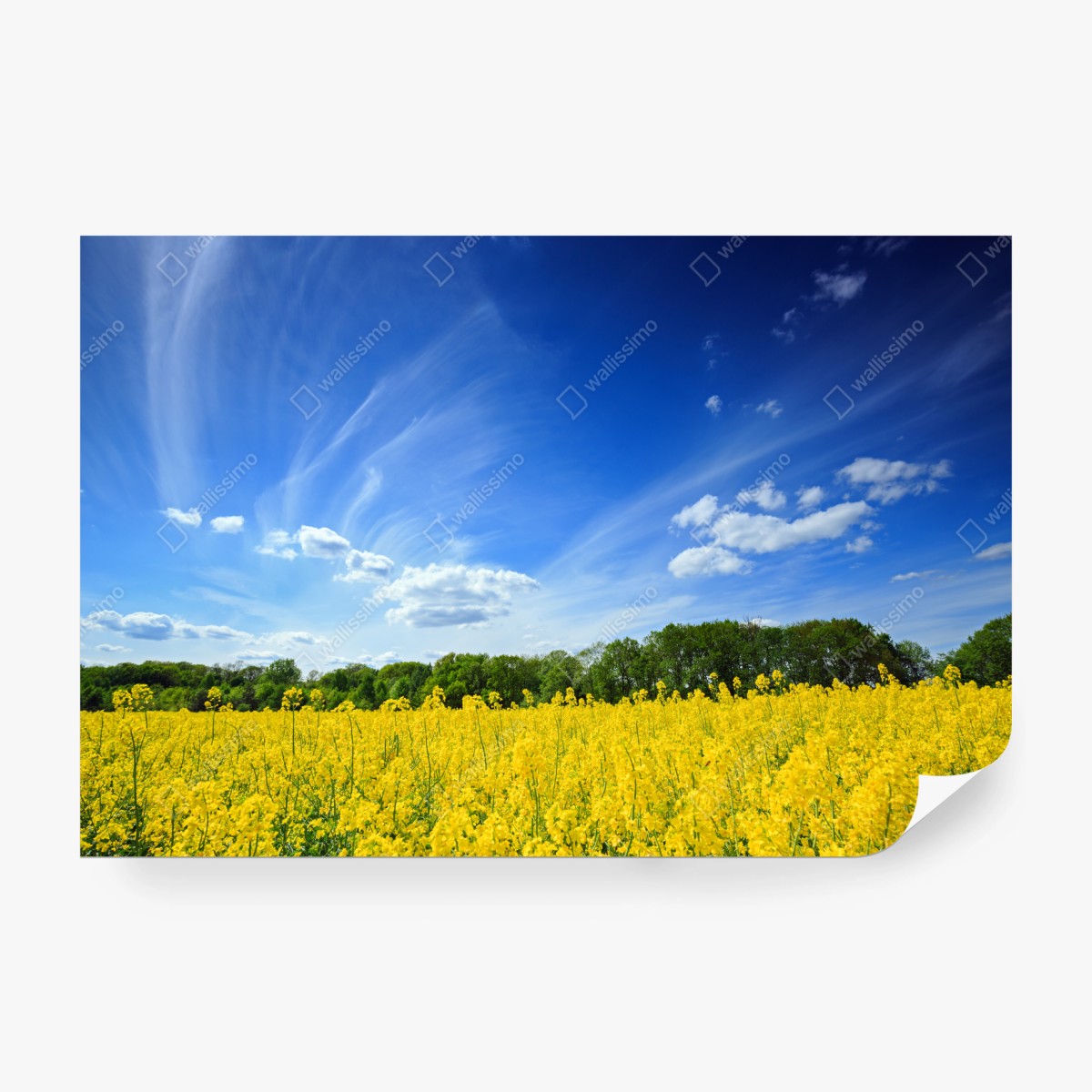 Wall mural Polish rapeseed field under blue sky • Wallissimo®