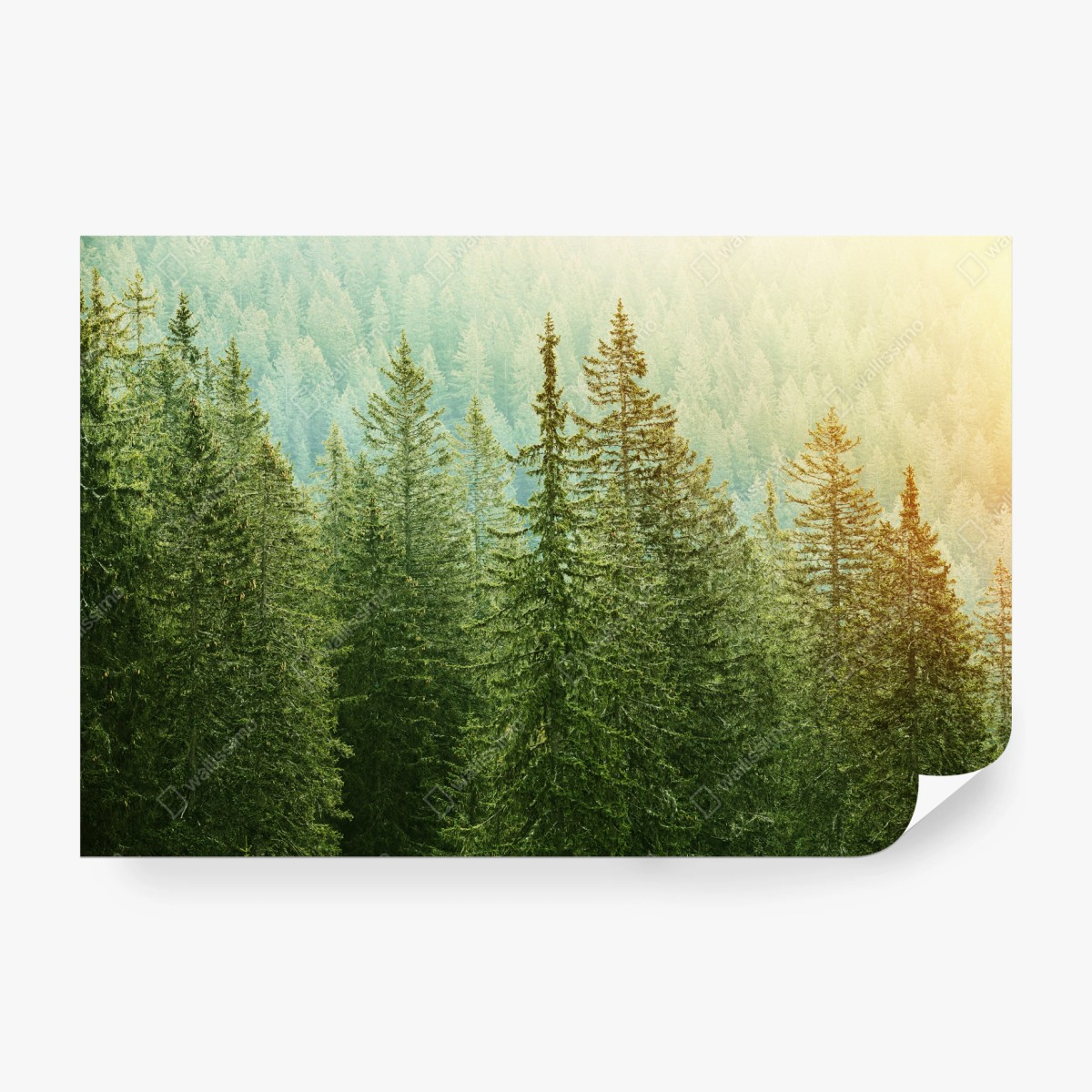 Wall mural sunlit evergreen forest • Wallissimo®