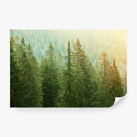 Wall mural sunlit evergreen forest • Wallissimo®