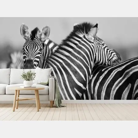 Wall mural intertwined zebras in monochrome • Wallissimo®