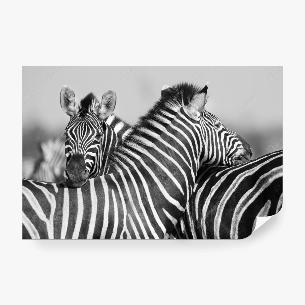 Wall mural intertwined zebras in monochrome ⁕ Wallissimo®