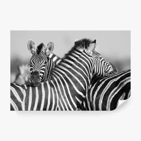 Wall mural intertwined zebras in monochrome • Wallissimo®