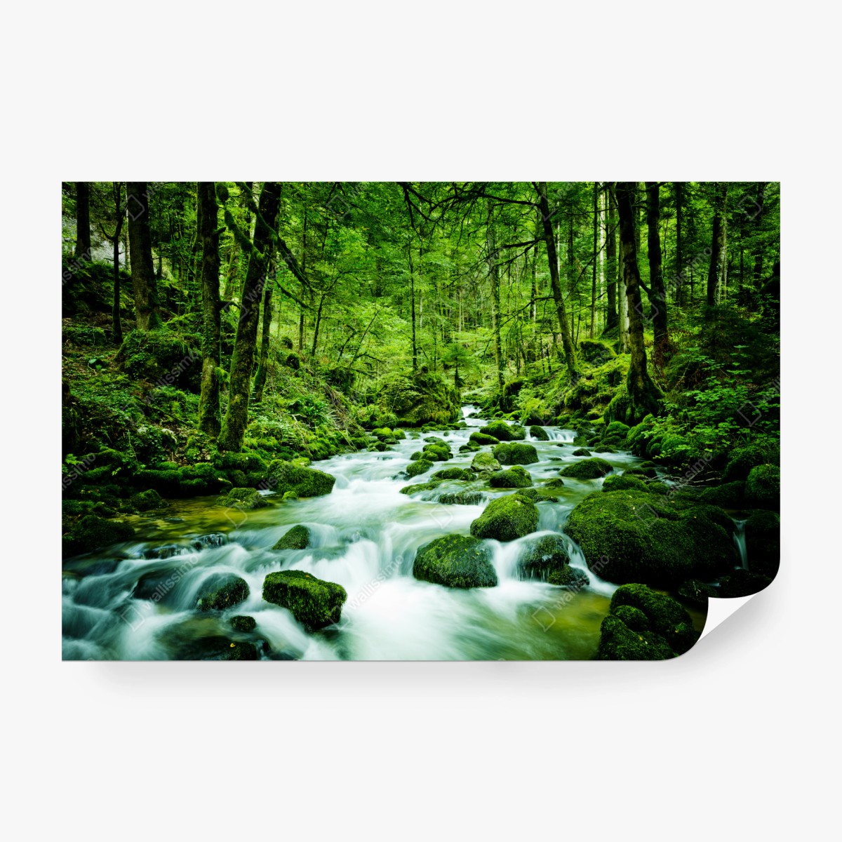 Wall mural mossy forest stream • Wallissimo®