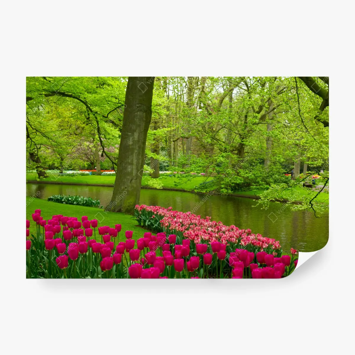 Wall mural spring tulip garden by the canal • Wallissimo®