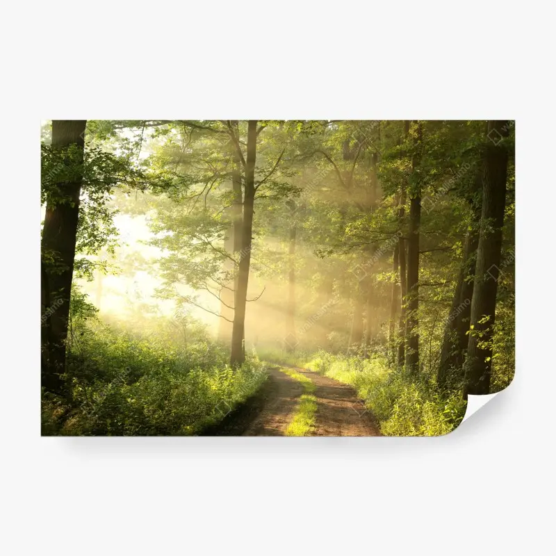 Wall mural morning light in a sunlit forest