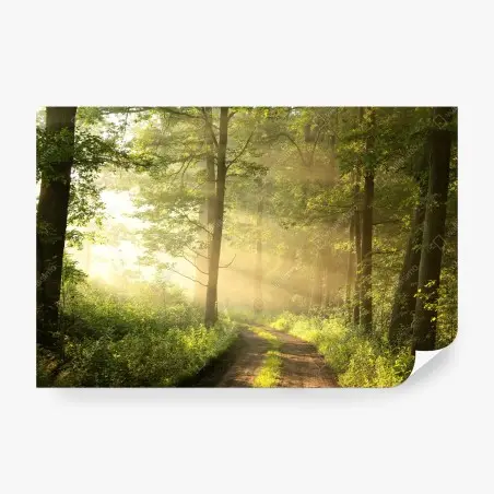 Wall mural morning light in a sunlit forest • Wallissimo®