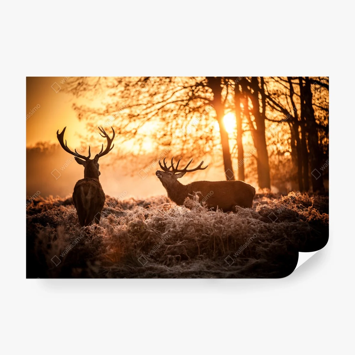 Wall mural golden sunrise stags in a frosty meadow ⁕ Wallissimo®