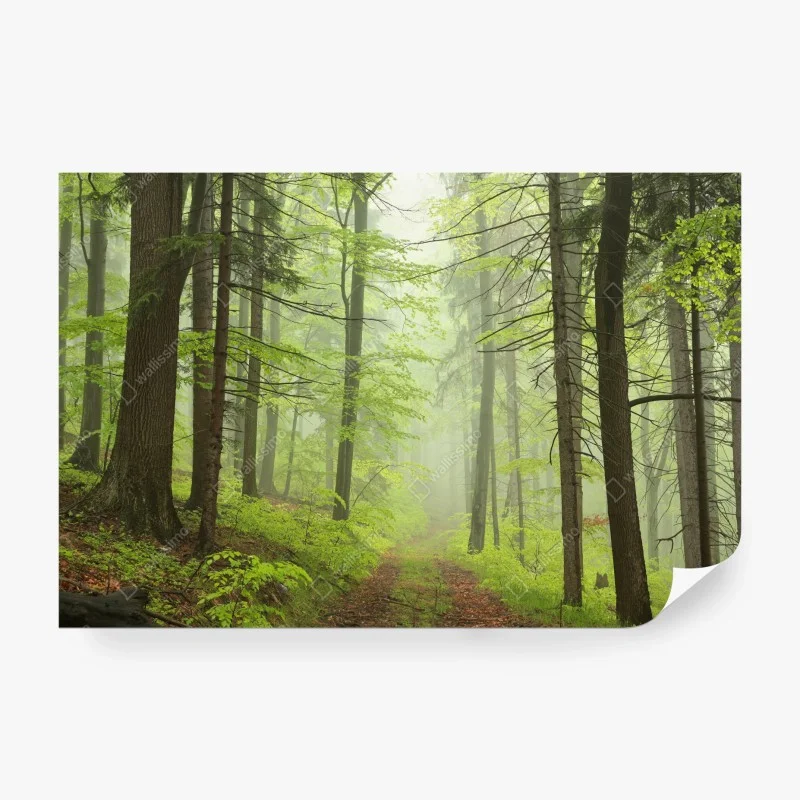 Wall mural misty green forest trail