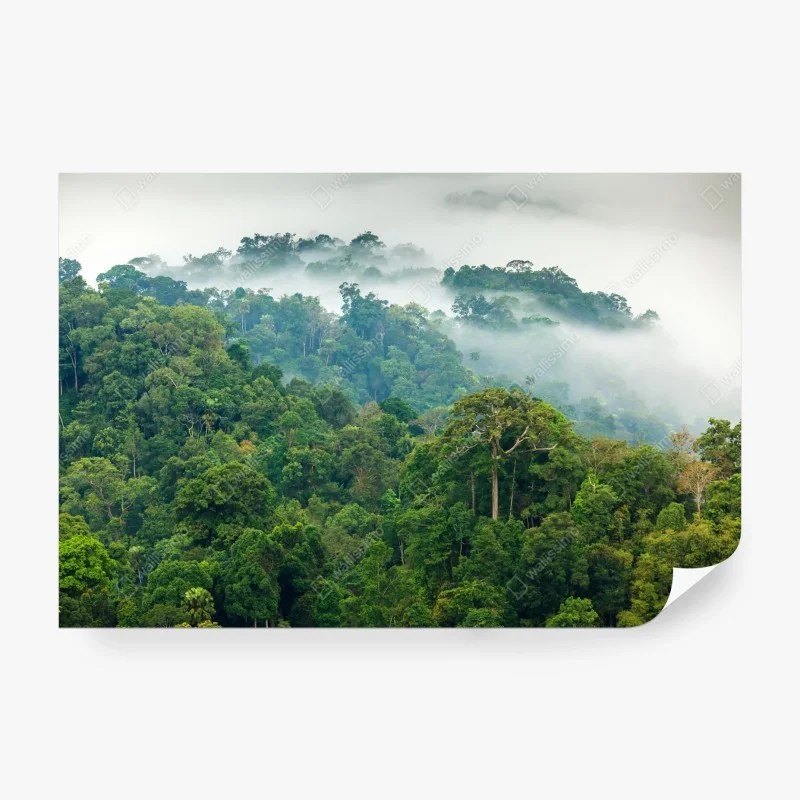 Wall mural morning mist over Kaeng Krachan rainforest
