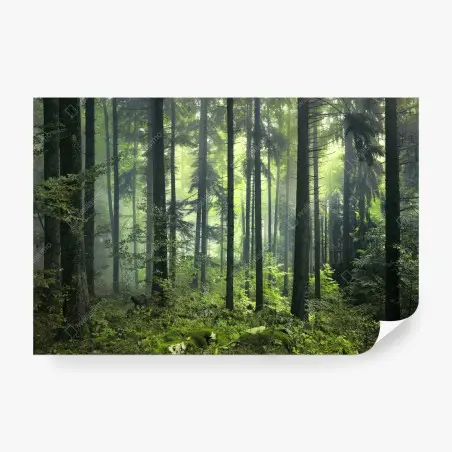 Wall mural mysterious green spring forest • Wallissimo®