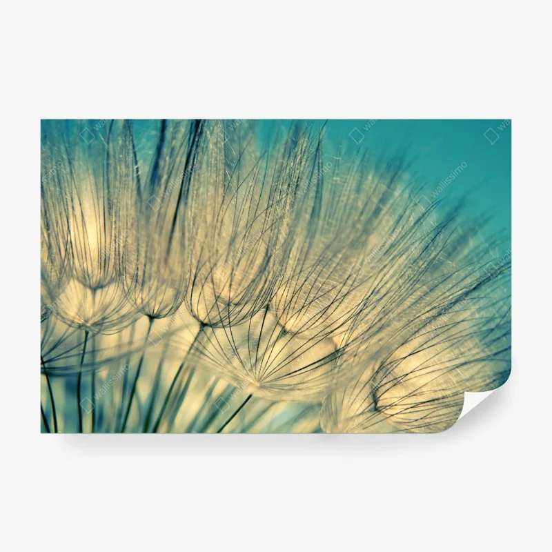 Wall mural delicate dandelion close-up in soft blue