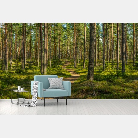 Wall mural sunlit pine forest trail • Wallissimo®