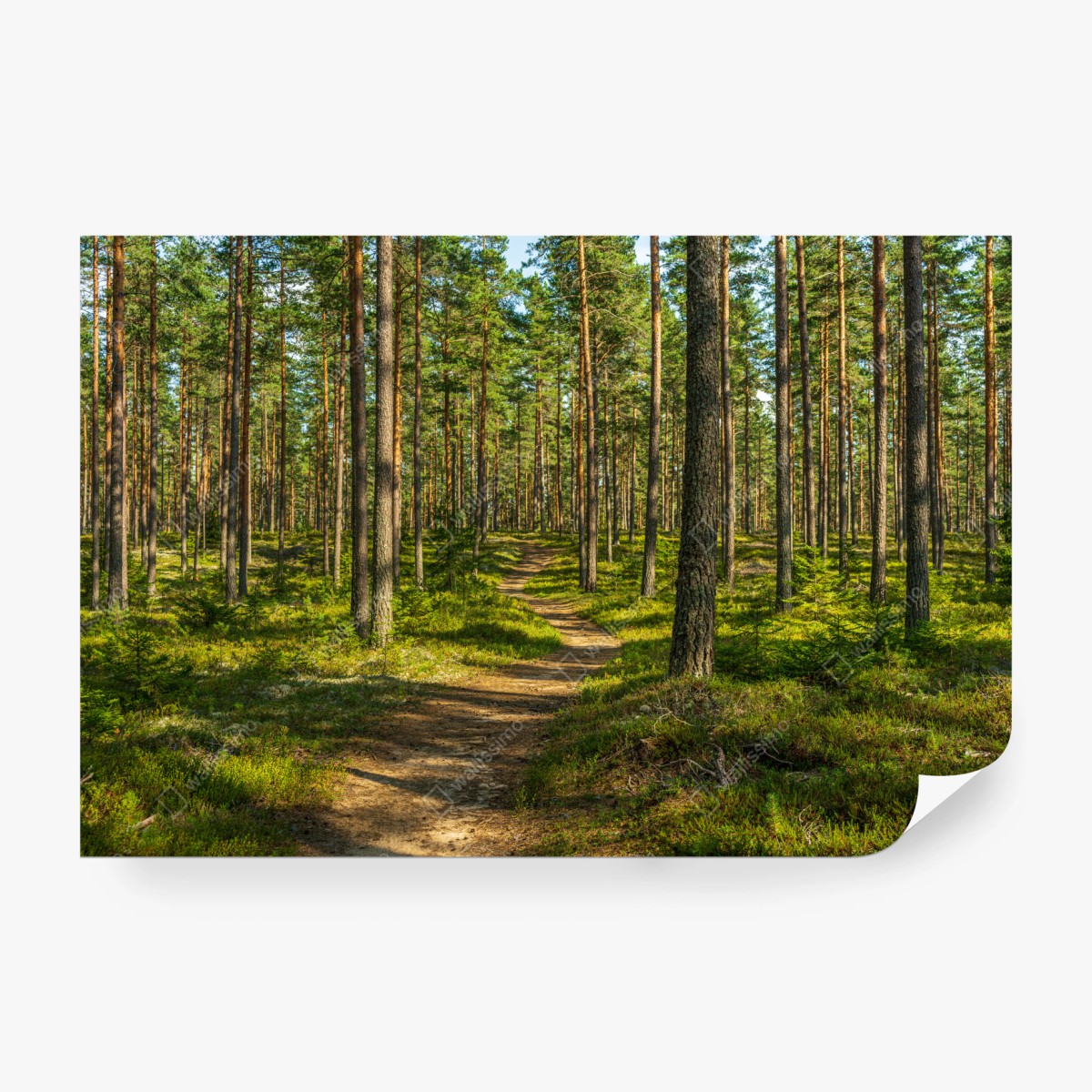 Wall mural sunlit pine forest trail • Wallissimo®