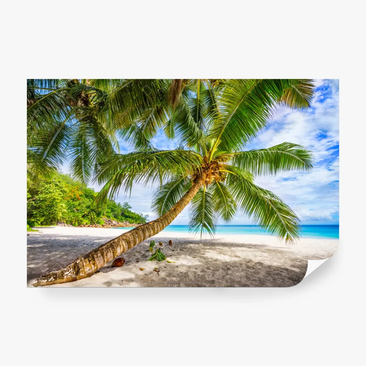 Wall mural tropical palm on white sand beach • Wallissimo®