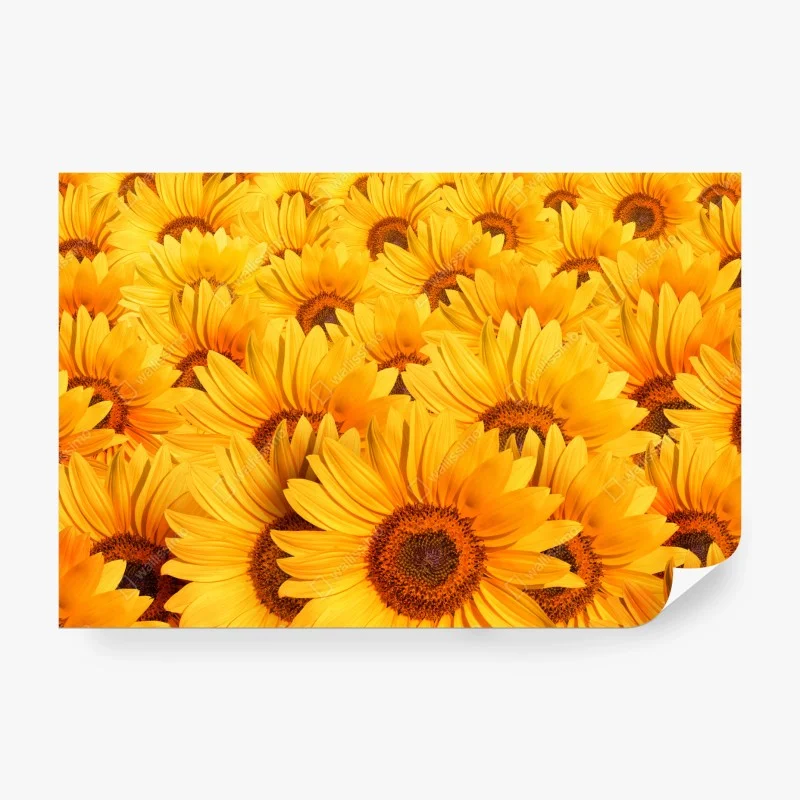Wall mural golden sunflower field