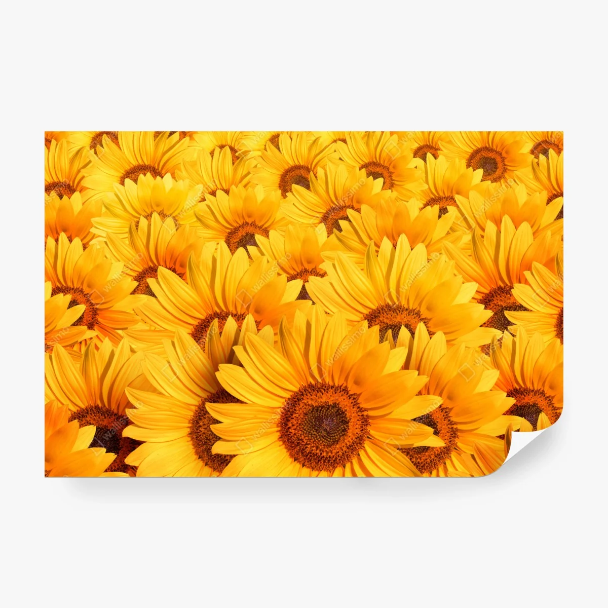 Wall mural golden sunflower field • Wallissimo® Wall mural golden sunflower field • Wallissimo®