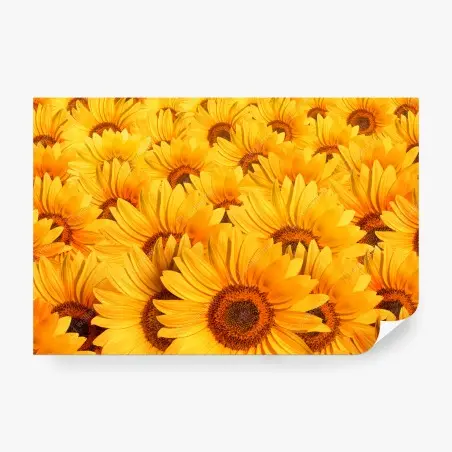 Wall mural golden sunflower field • Wallissimo®