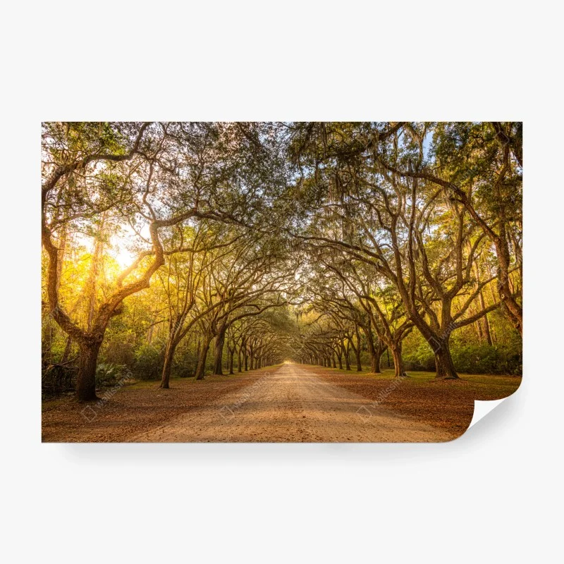 Wall mural sunlit oak avenue near Savannah