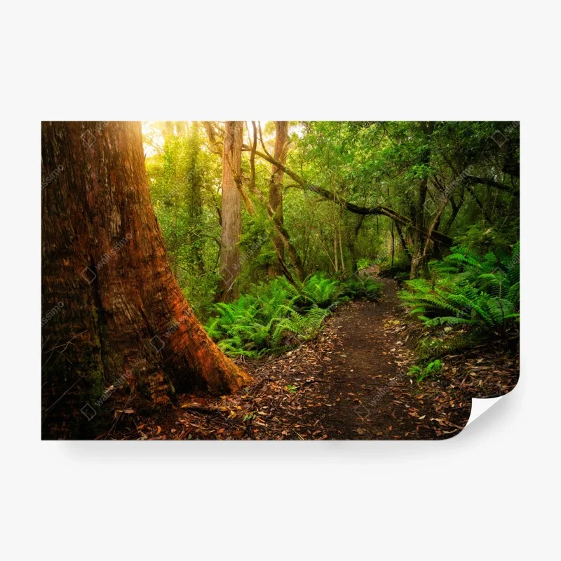 Wall mural ancient rainforest path in Tasmania