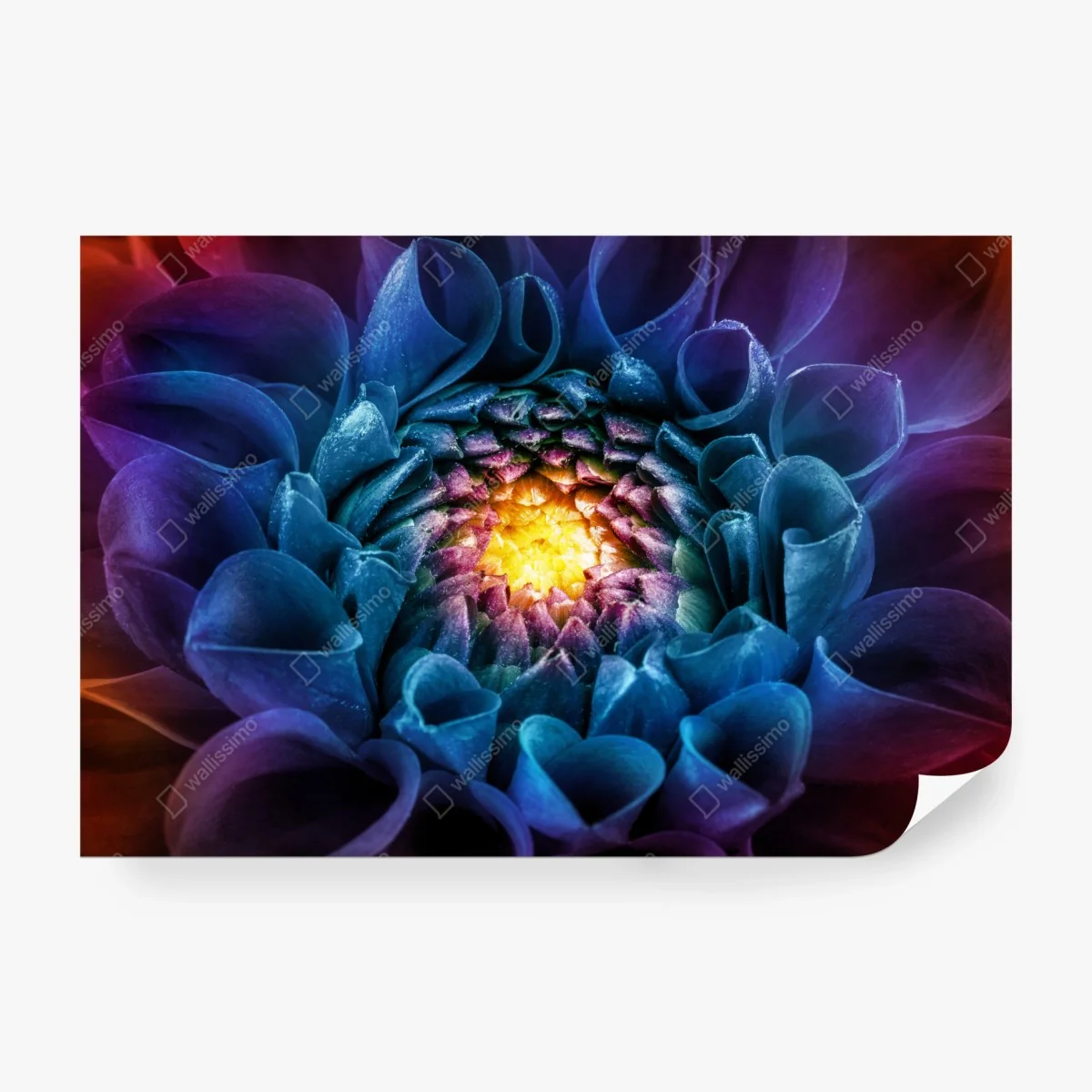 Wall mural vibrant blue chrysanthemum close-up • Wallissimo® Wall mural vibrant blue chrysanthemum close-up • Wallissimo®
