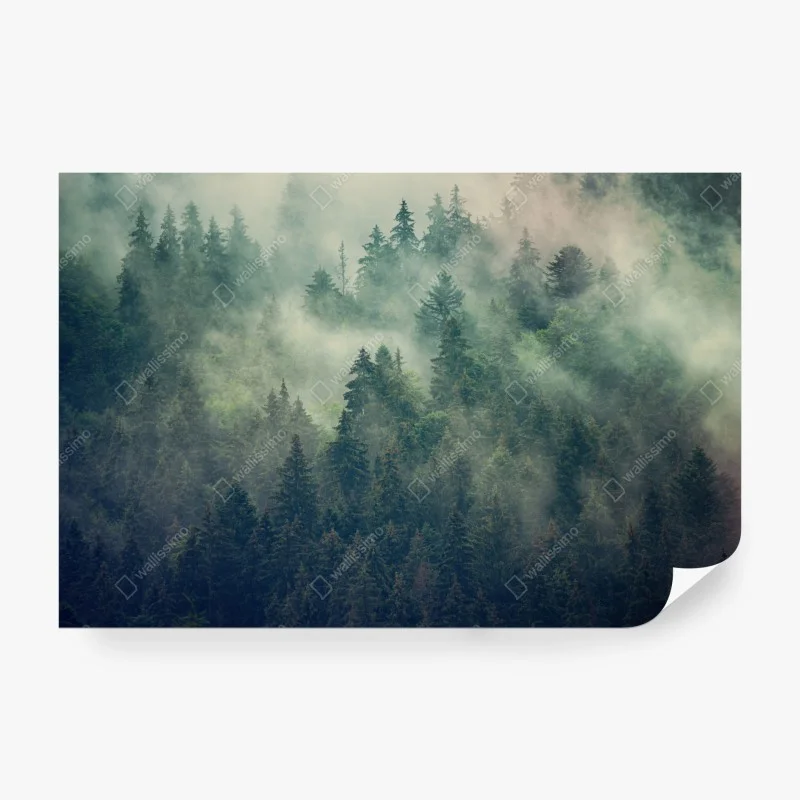 Wall mural misty evergreen forest at dawn