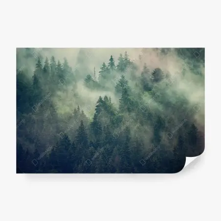 Wall mural misty evergreen forest at dawn • Wallissimo®