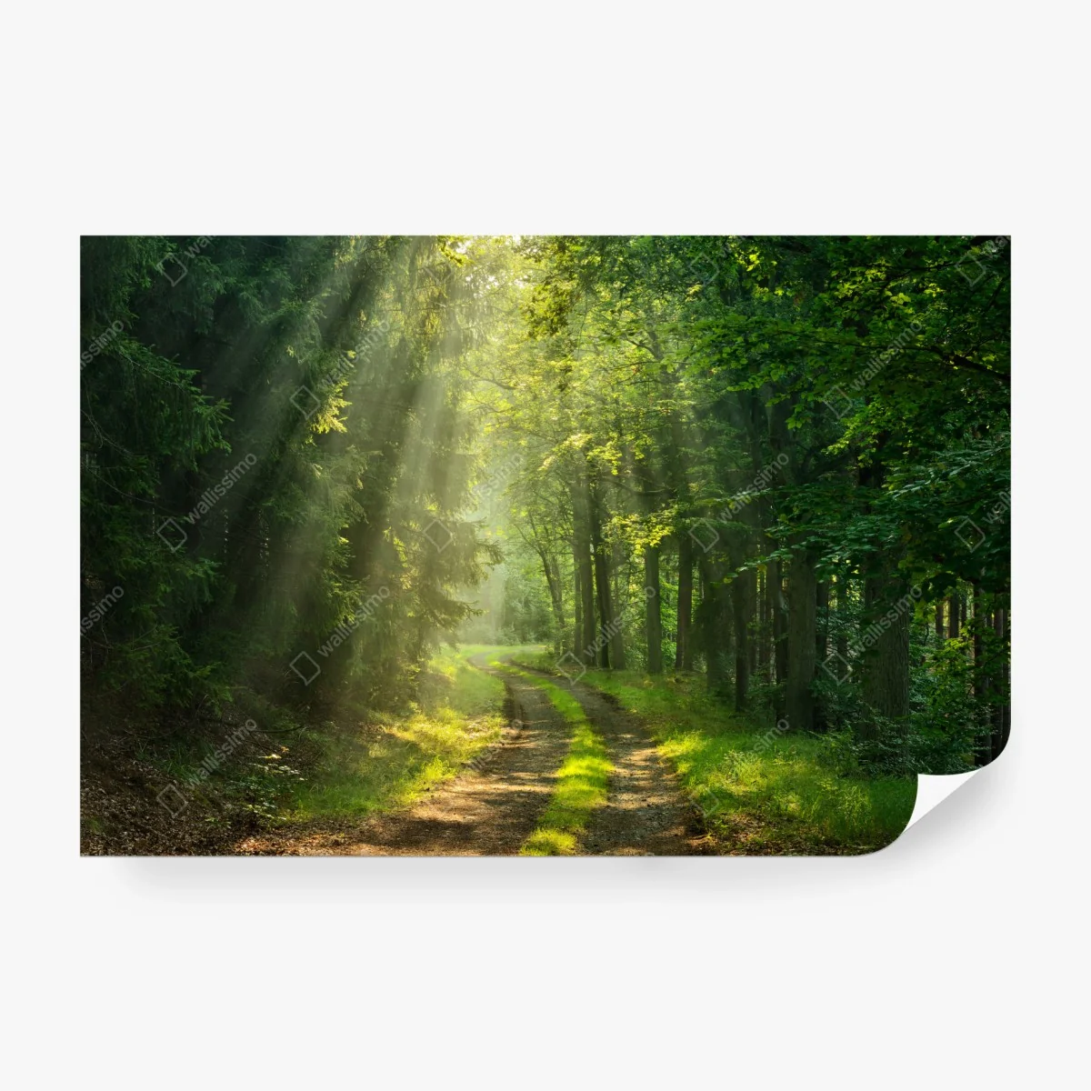 Wall mural sunlit forest path • Wallissimo®