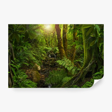Wall mural mossy forest stream in sunlight • Wallissimo®
