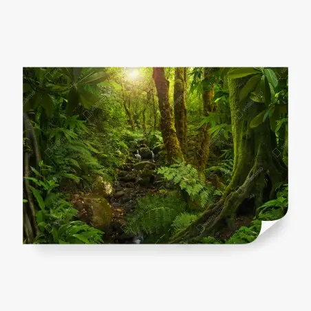Wall mural mossy forest stream in sunlight • Wallissimo®