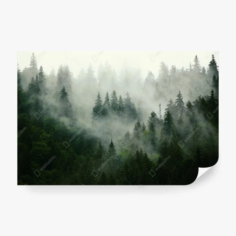 Wall mural misty evergreen forest