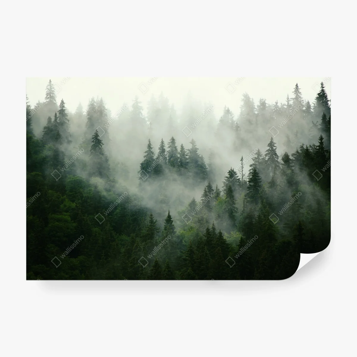 Wall mural misty evergreen forest • Wallissimo®