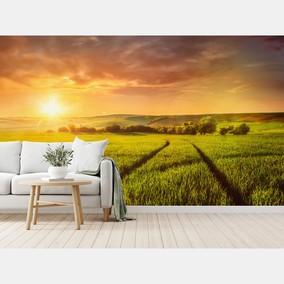 Wall mural sunlit meadow at sunset • Wallissimo®